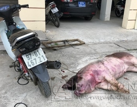 Nếu được tiêu thụ thì thịt từ con lợn này có đảm bảo vệ sinh an toàn thực phẩm?