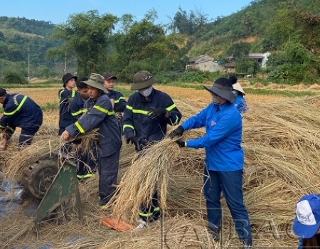 Các ĐVTN Chi đoàn Cảnh sát PCCC và CNCH giúp đỡ gia đình chính sách thu hoạch lúa mùa