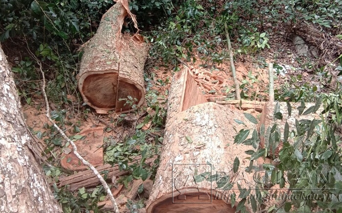 Từ thân gỗ nghiến bị chặt hạ các đối tượng đã khai thác thành thớt mang đi tiêu thụ