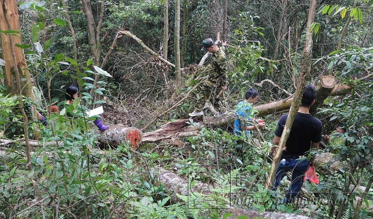Công an huyện Chợ Mới phối hợp điều tra làm rõ vụ hụy hoại rừng tại xã Tân Sơn, huyện Chợ Mới