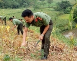 Đại úy Đinh Mạnh Hùng cùng đồng đội giúp nhân dân thu hoạch nông sản