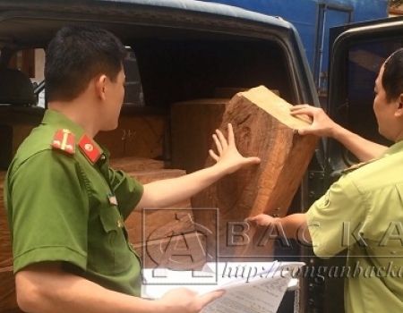 Lực lượng Công an và Kiểm lâm huyện Ba Bể kiểm kê số gỗ vận chuyển trái phép bị phát hiện, thu giữ.
