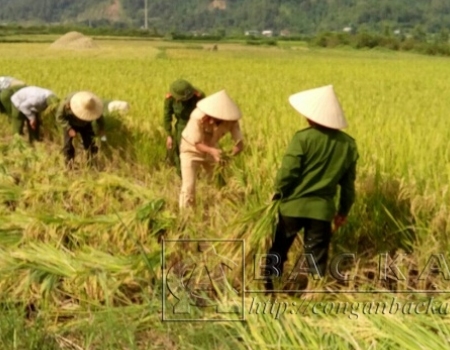 Công an huyện Ba Bể giúp nhân dân xã Mỹ Phương thu hoạch lúa