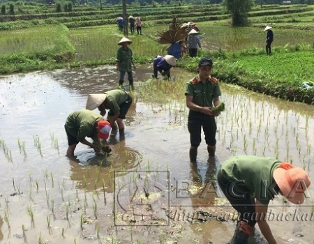 ĐVTN phòng Tham mưu Công an tỉnh giúp gia đình chính sách cấy lúa mùa