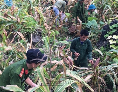 ĐVTN 2 chi đoàn giúp nhân dân thu hoạch ngô