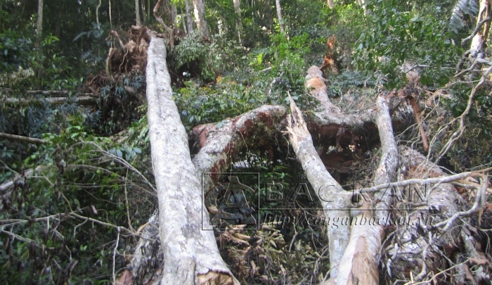 12 6 1 trong cac cây gô nghiên bi khai thac