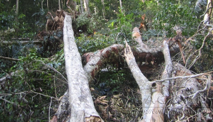 Một trong số những cây gỗ nghiến bị các đối tượng trong vụ án chặt hạ