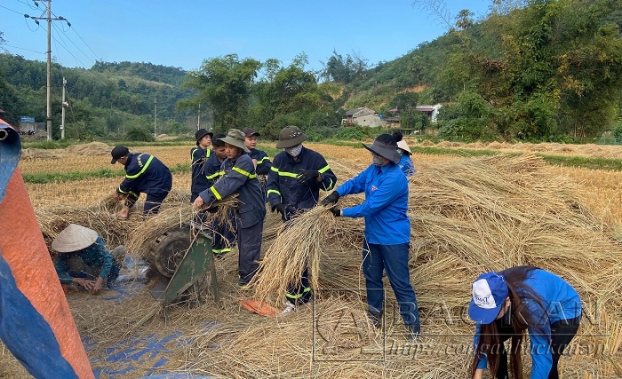 Các ĐVTN Chi đoàn Cảnh sát PCCC và CNCH giúp đỡ gia đình chính sách thu hoạch lúa mùa