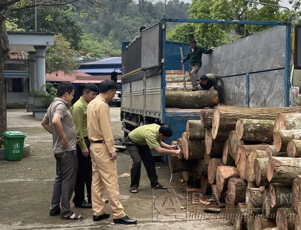 ảnh vận chuyển gỗ